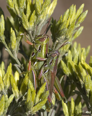 Hesperotettix viridis Grasshoppers
