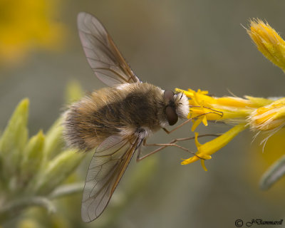 Anastoechus Bee Fly