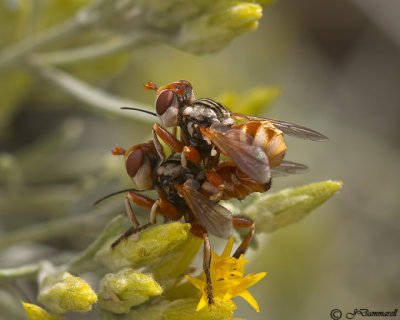 Zodion americanum