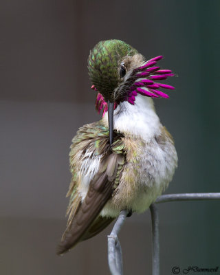 Calliope Hummingbird male