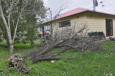 Downed-tree.jpg