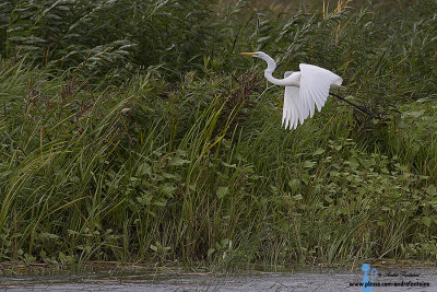 grande aigrette IMG_1649-900.jpg