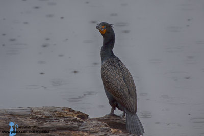 Cormoran  aigrettes IMG_4440-900.jpg