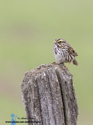 Bruant des prs IMG_6186-1024.jpg