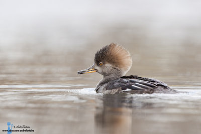 canards et autres