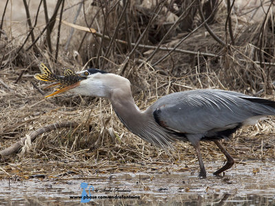 oiseaux de rivages echassiers