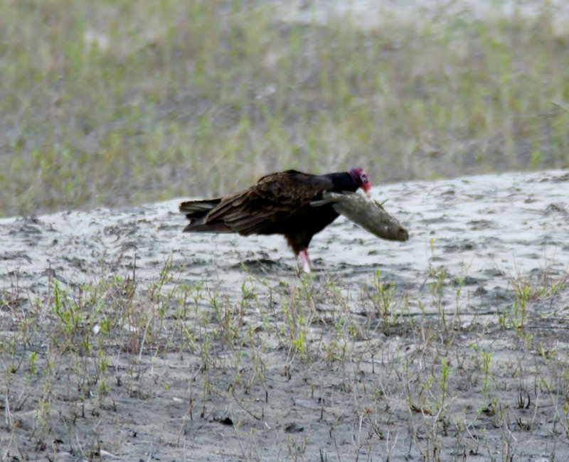 Vulture with a fish