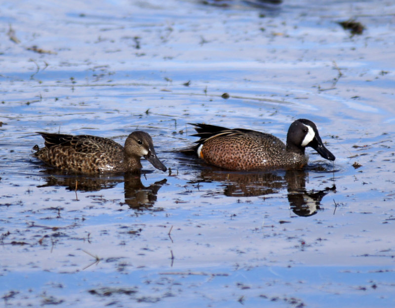 Blue winged teal