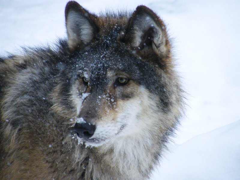 A handsome wolf
