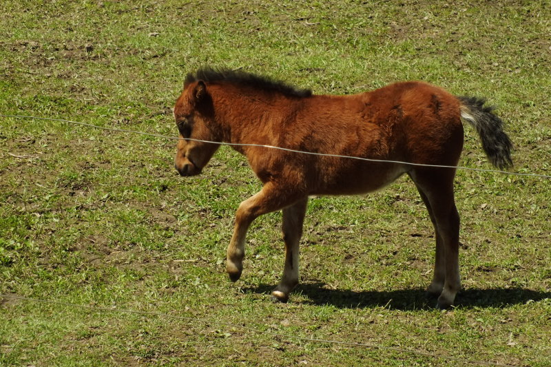 Minature colt