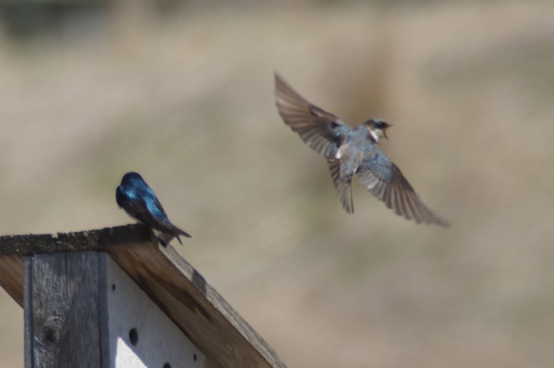 Tree Swallows