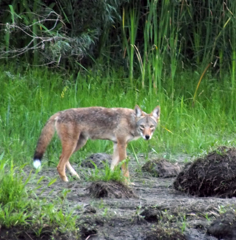 Preparing to hunt