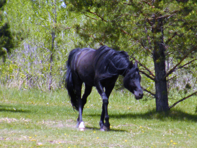 Big Black Stalion