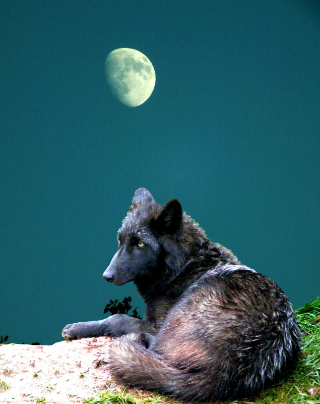 #5  Black Wolf in Moon Light