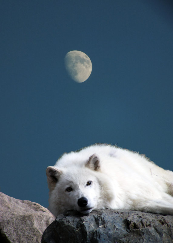 #2  White Wolf in Moon Light