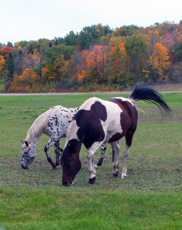 Grazing