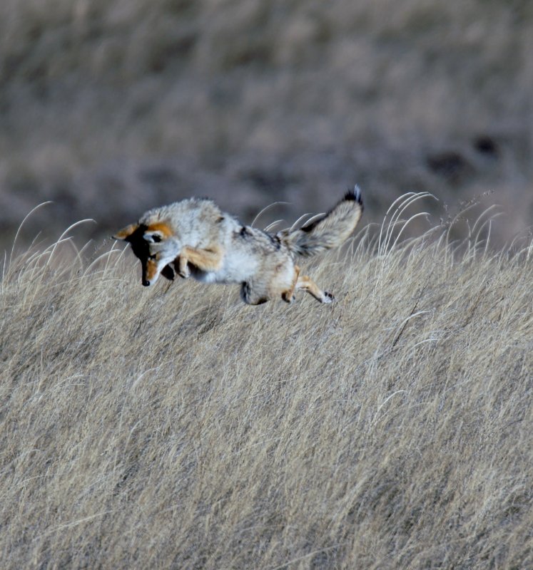 The Leap