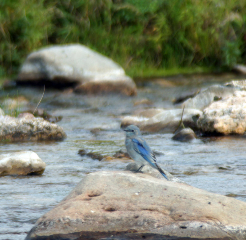 Bluebird at Custer Creek
