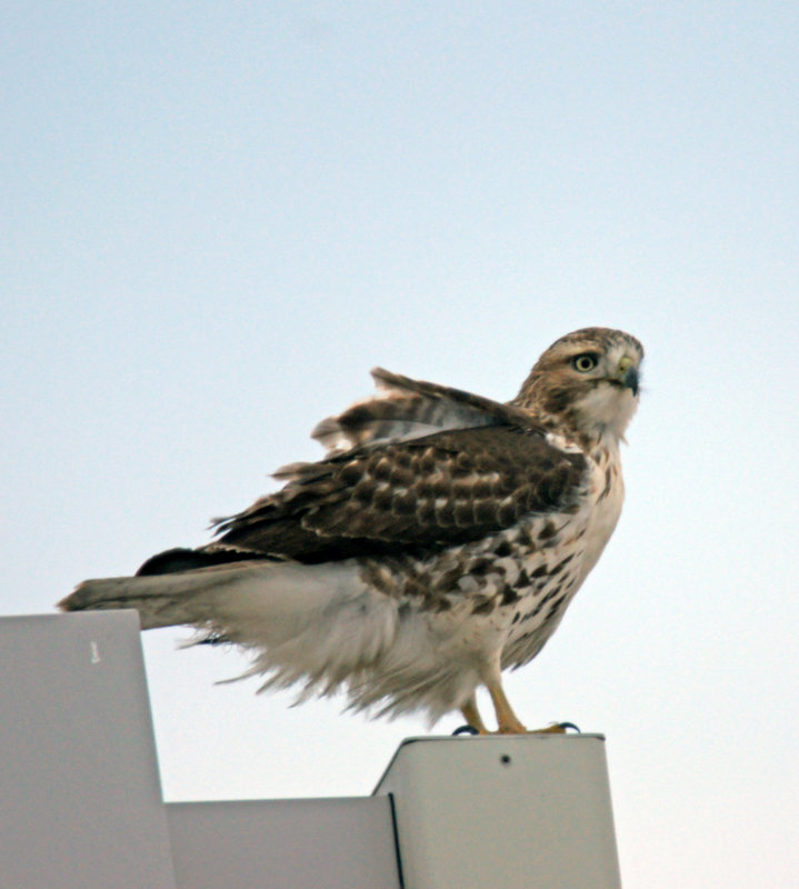 Hawk on Lightpole