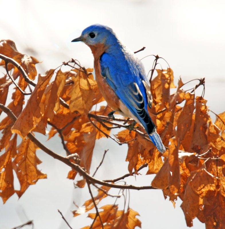 Bluebird in leaves
