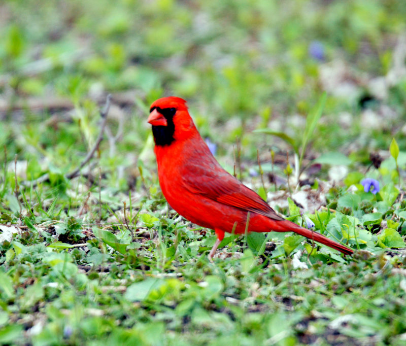 Cardinal in grass