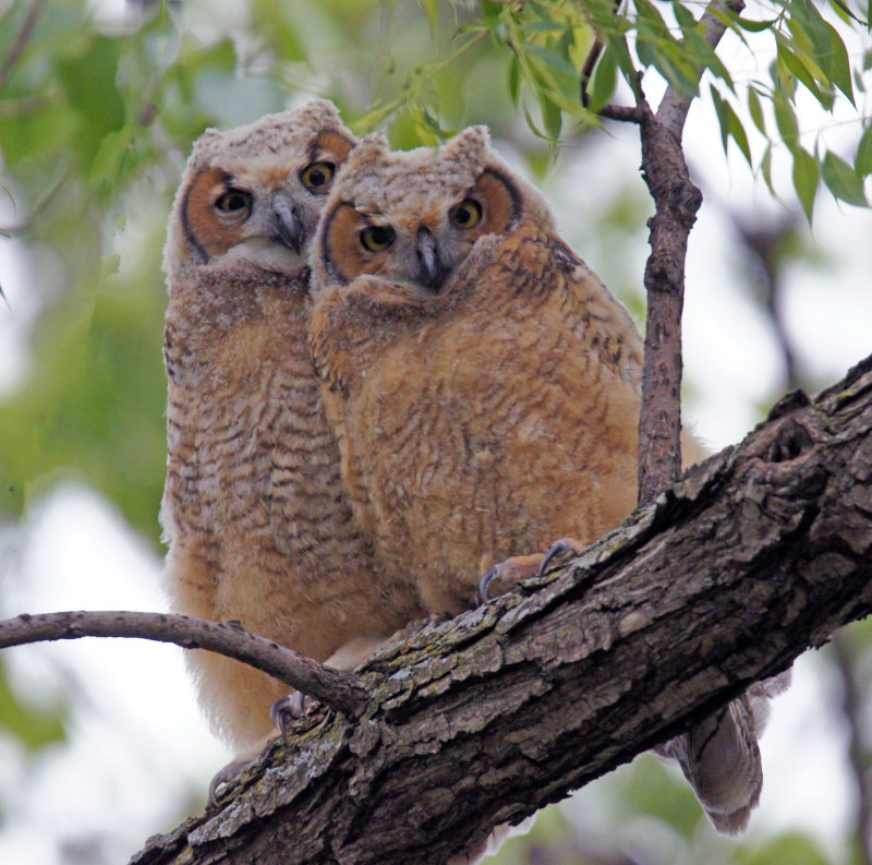A Pair of Owlets