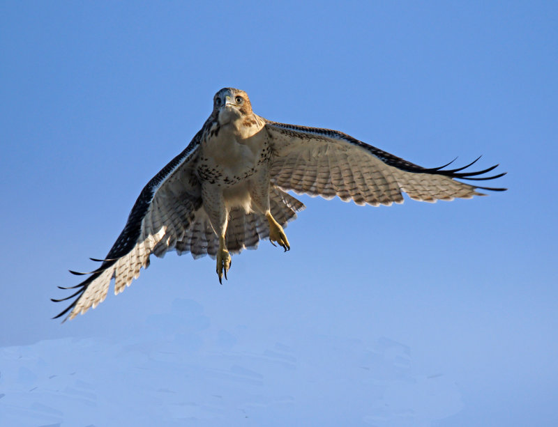 Redtail Maiden Flight