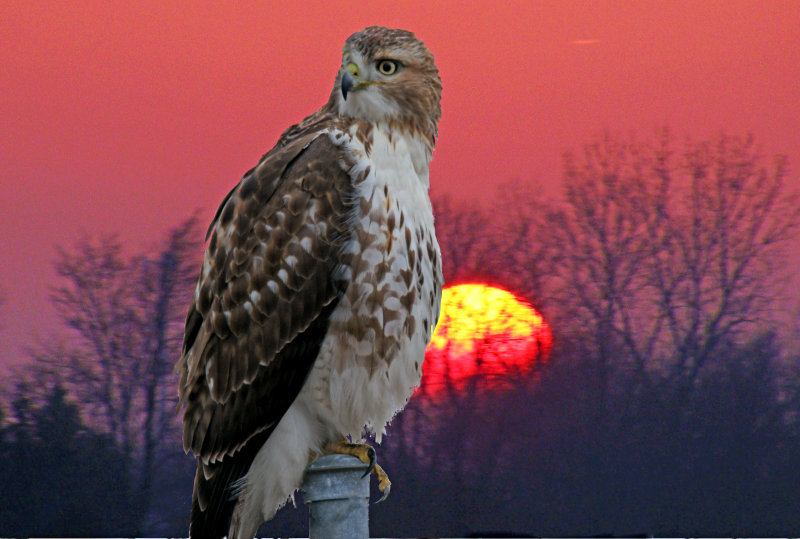 Redtailed Hawk 2015