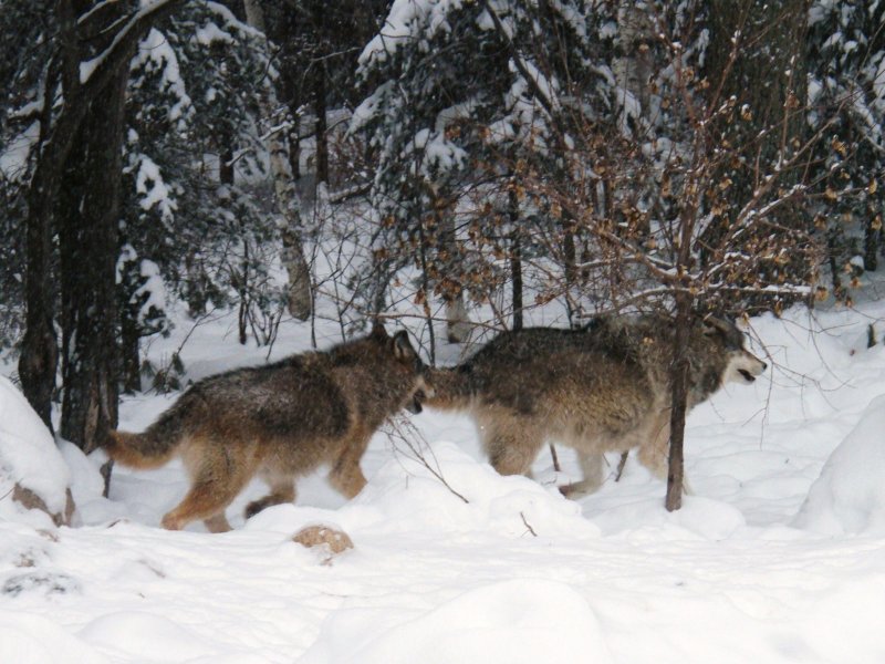 Hunting in the North Woods