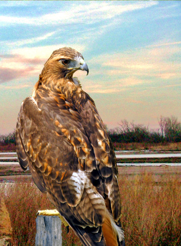 Redtailed Hawk.jpg
