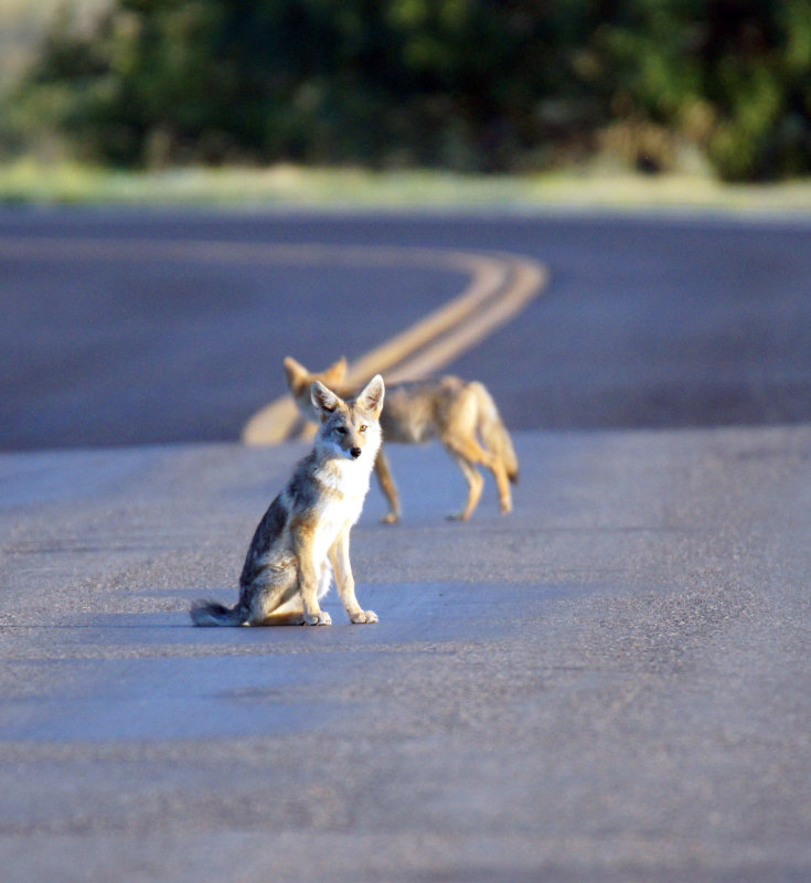 Coyote pups