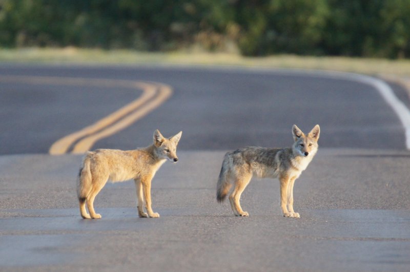 Going on the hunt