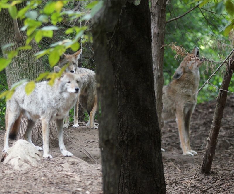Howling together