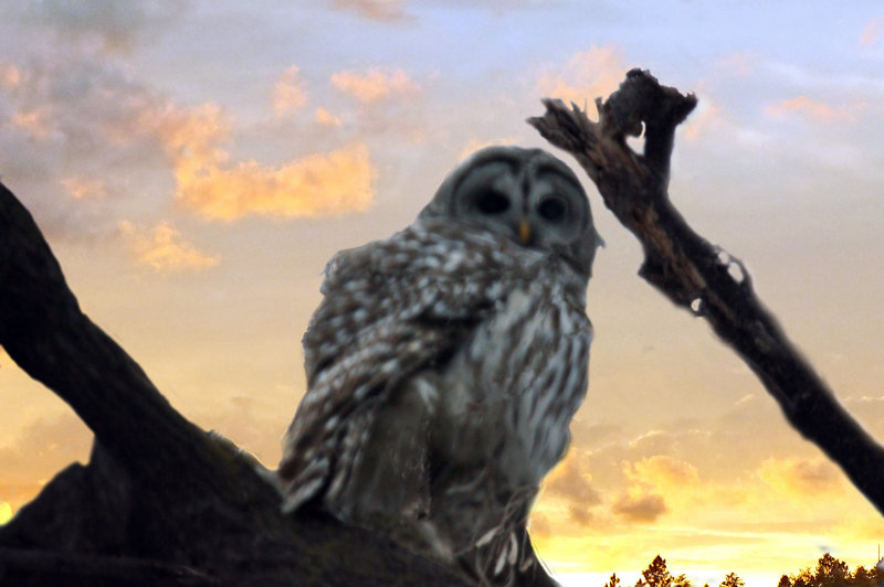 Barred Owl in sunset