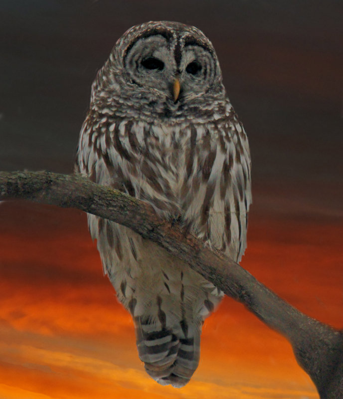 Another Barred Owl