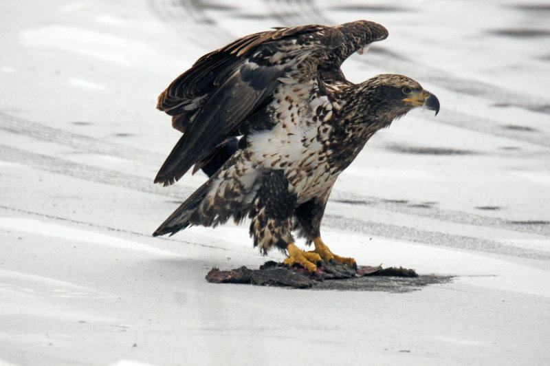 Young eagle on road kill