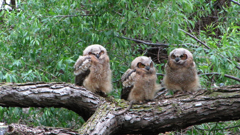 Three baby GHO's on a branch