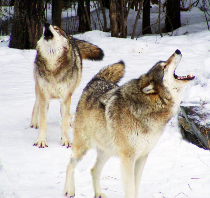 Howling together