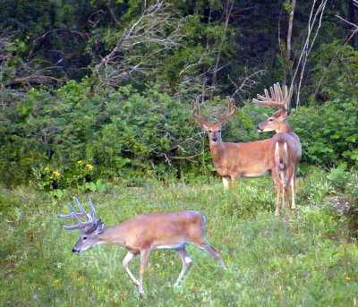 Three Big Bucks