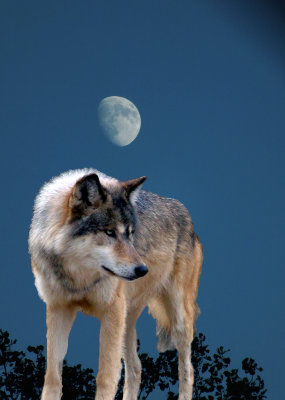 #1 Evening Wolf