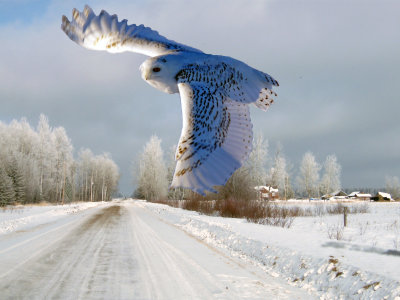 Snowy Owl Flying over the Road