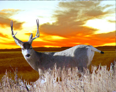 Custer State Park