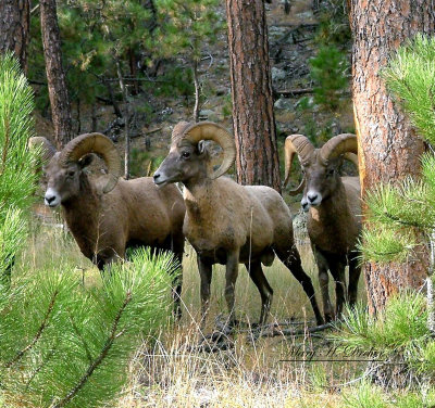 2007_Oct Bighorns 342a.jpg
