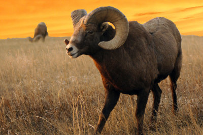 Bighorn in Rut