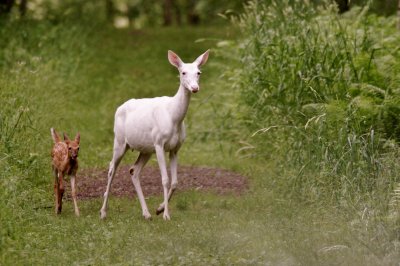 White Animals