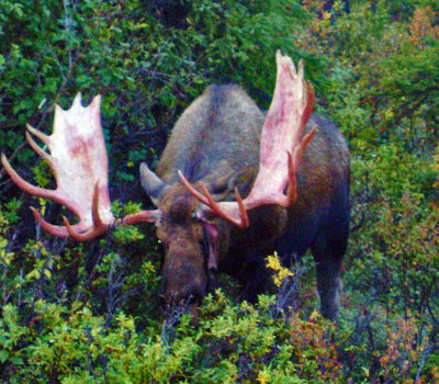 Alaska Bull Moose