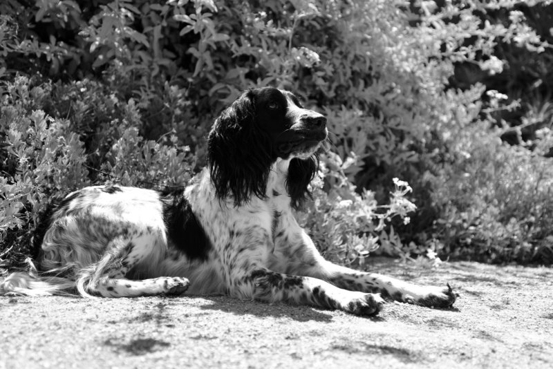 Shadow Provenale