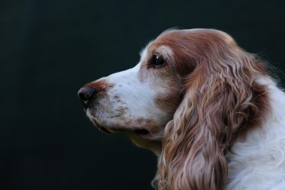 Holly
