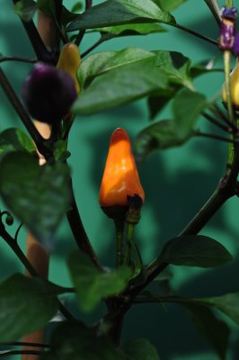 Orange Hot Chile Pepper