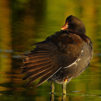 gallinules_-_foulques